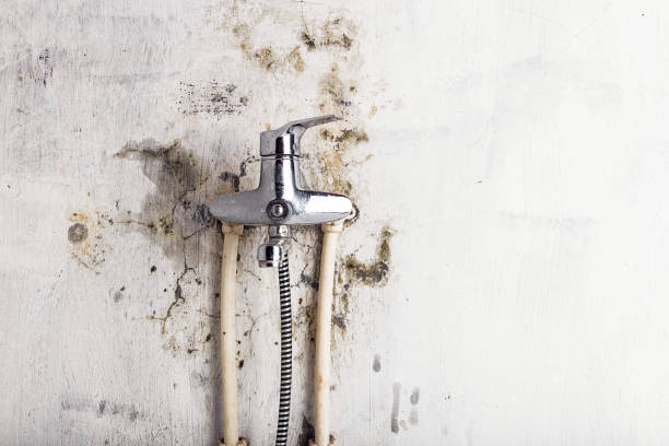 Best Mold Removal Near Me  in Fort Polk North, LA