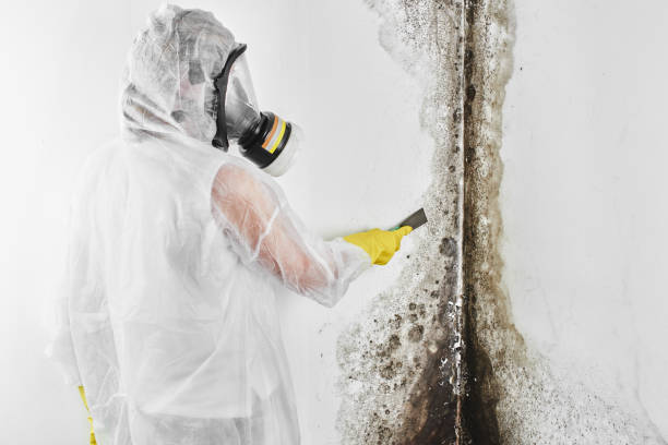 Best Mold Remediation  in Fort Polk North, LA