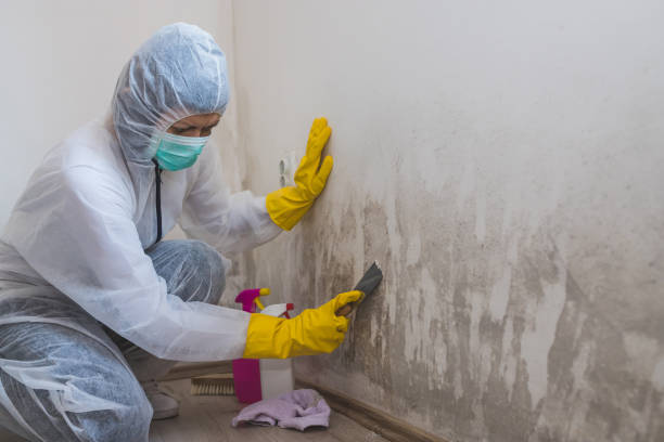 Best Same-Day Mold Removal  in Fort Polk North, LA