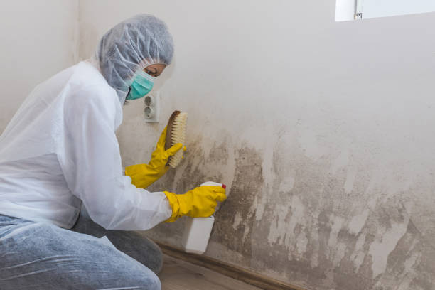 Best Commercial Mold Removal  in Fort Polk North, LA