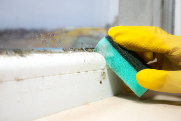 Best Local Mold Removal Service  in Fort Polk North, LA