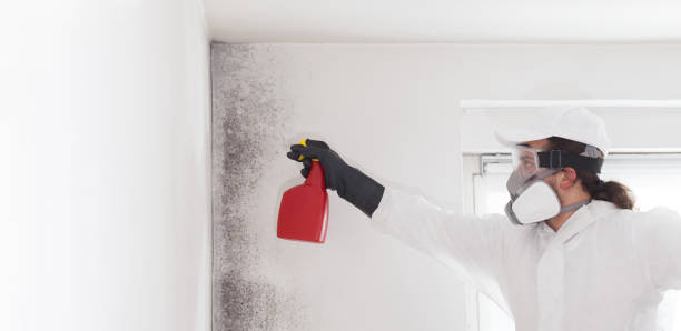 Best Residential Mold Removal  in Fort Polk North, LA