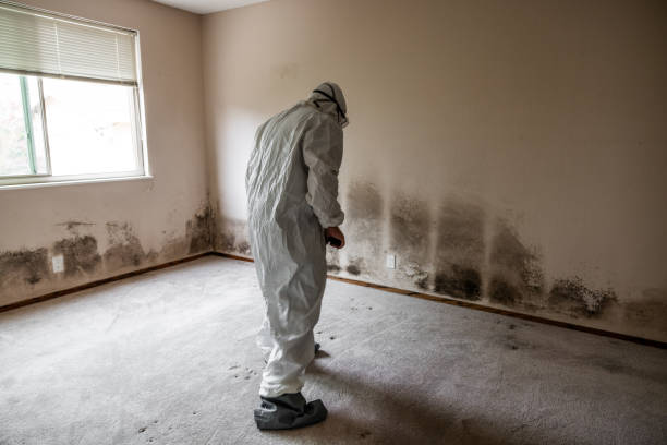 Best Mold Removal Company Near Me  in Fort Polk North, LA