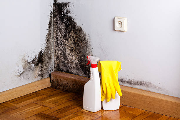 Certified Mold Removal in Fort Polk North, LA