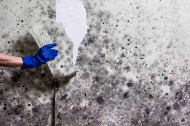 Best Mold Testing  in Fort Polk North, LA